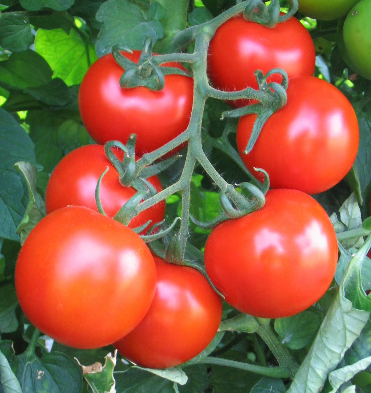 Гибриды томатов для открытого грунта. Томат Лоджейн f1. Помидоры Барон f1. Семена томатов Барон. Lojain f1 помидор.