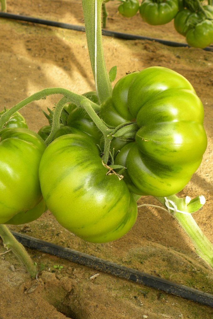 Semi Di Pomodoro Indeterminato BENGALA F1 – Non OGM, Alta Germinabilità (50 Semi) Per Serra