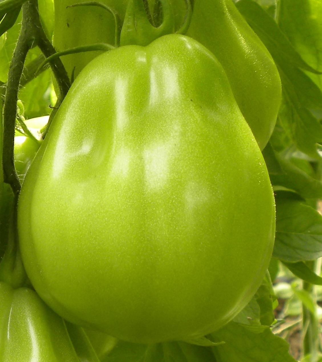 New! Pear Tomato 112SA346 F1 - Linea Professionale