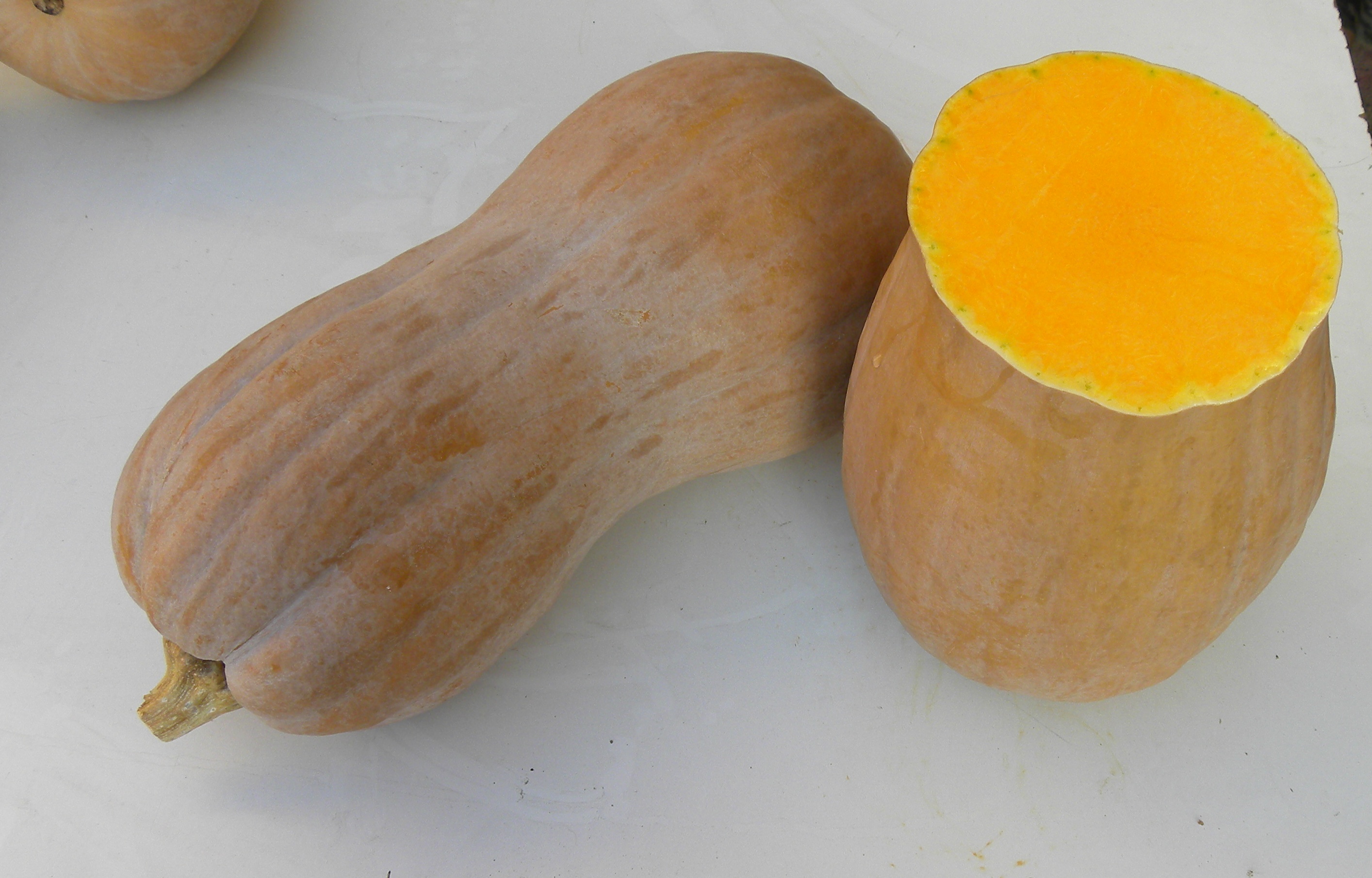 Sapore Di Zucca Linea Professionale Sapore Di Zucca Linea Professionale
