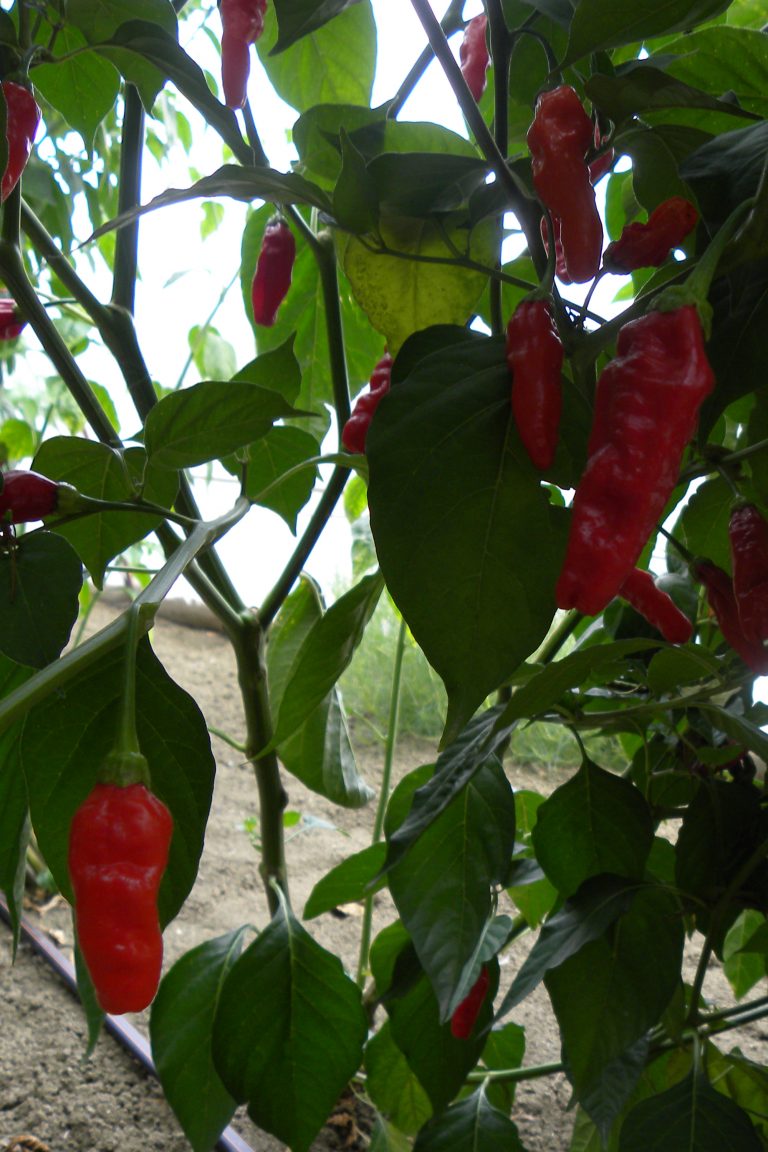 Bhut jolokia Peperoncino extra piccante Linea Professionale