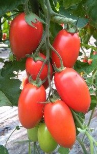 MAGYCO F1- frutto rosso