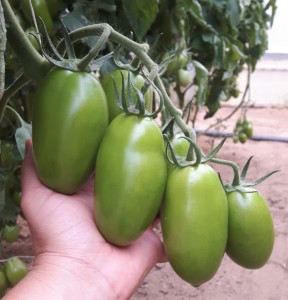 MAGYCO F1- frutto a a verde