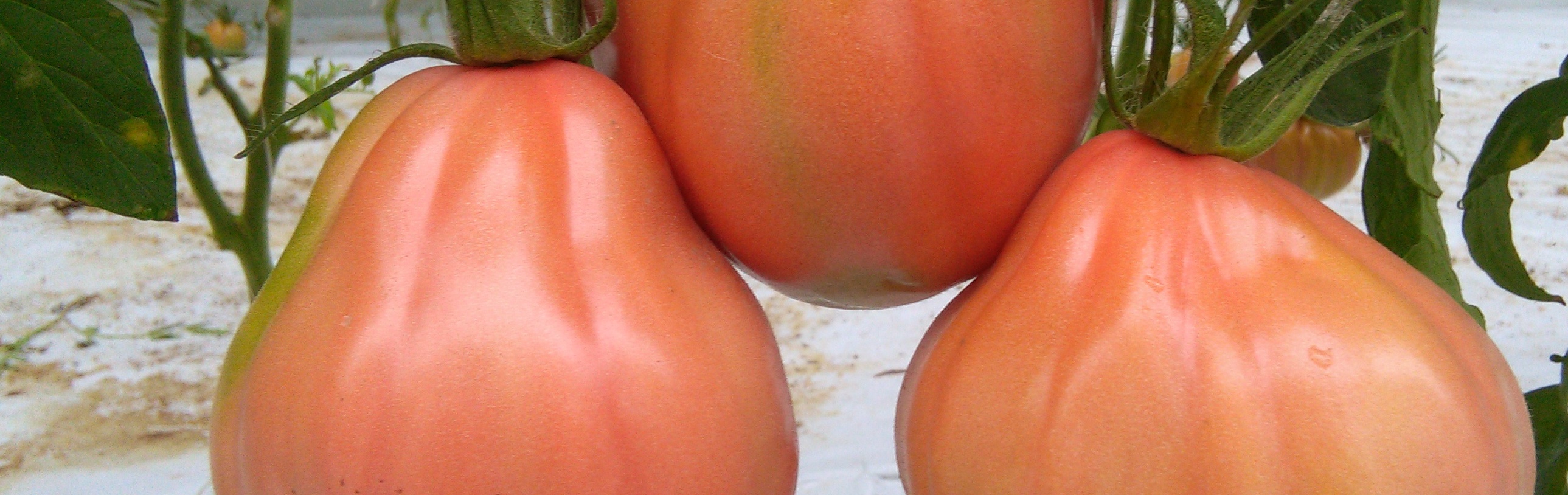 Frutto rosa - Pomodoro indeterminato - Prodotti - Linea Professionale