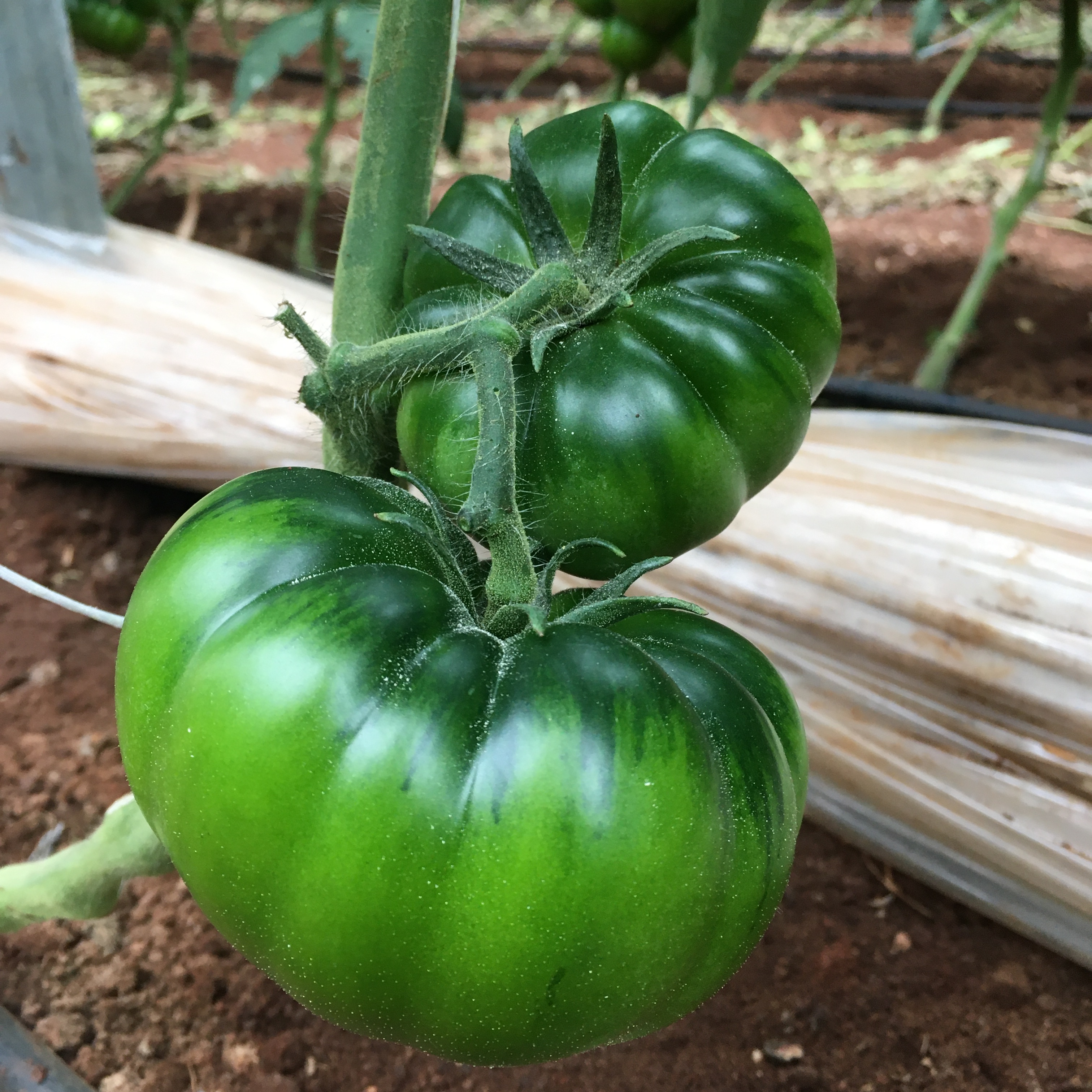 POMODORO INDETERMINATO BENGALA F1 Il Meglio Del Seme Per I